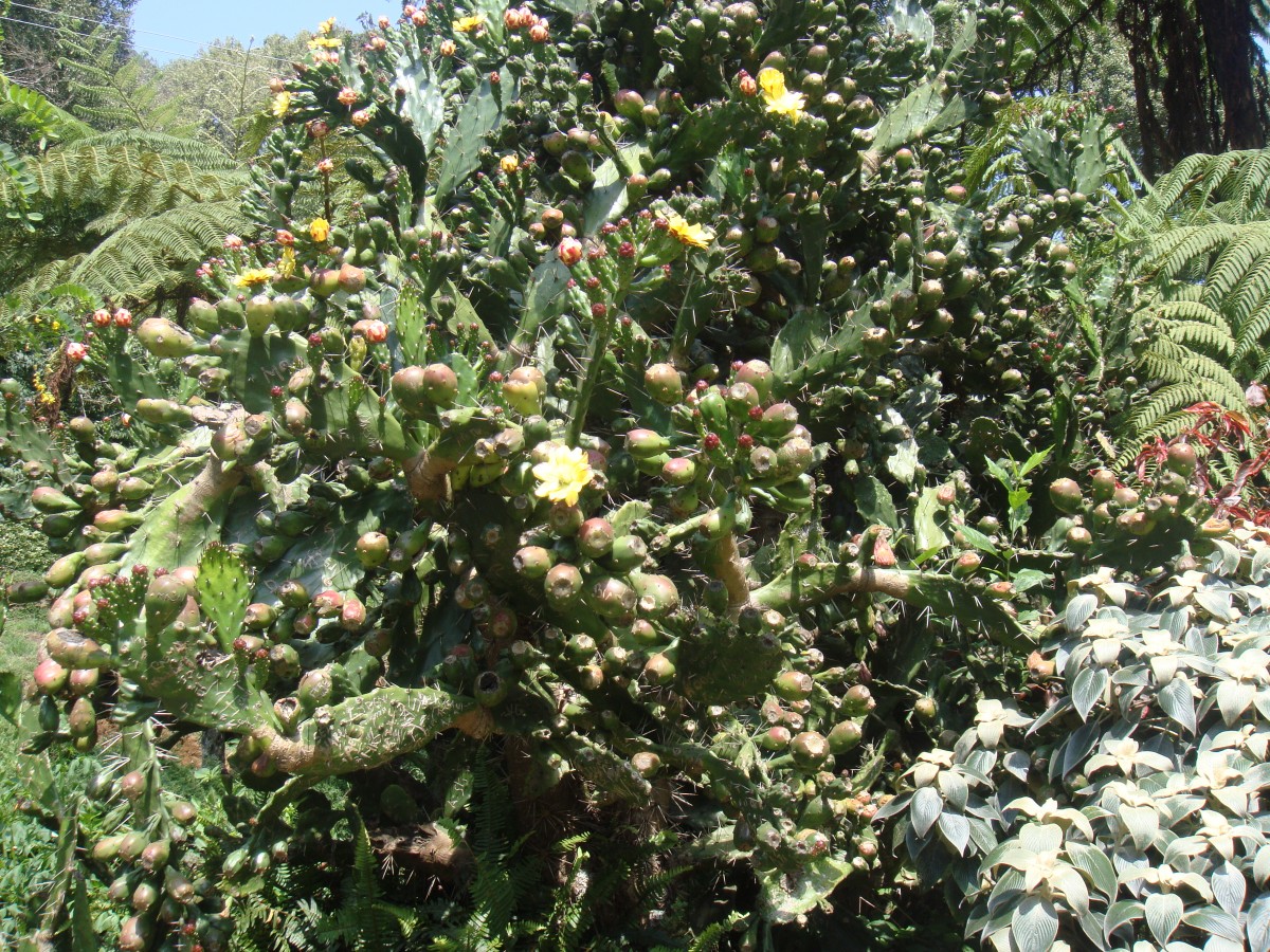 Opuntia monacantha Haw.